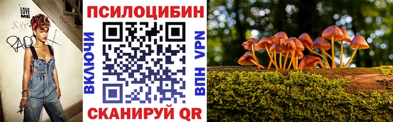 купить   Брюховецкая  Псилоцибиновые грибы Cubensis 
